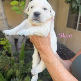 Skye - Light golden female Golden Retriever puppy in Atwater, California from Michelle‘s English cream golden retrievers