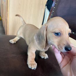 Woody - Red male Dachshund puppy in Buckeye, Arizona from AZ Dachshund Proud
