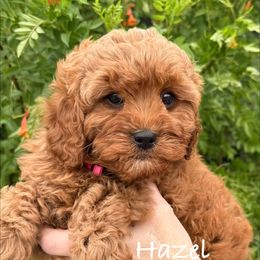 Hazel - Red female Cavapoo puppy in Tucson, Arizona from Adored Poodle & Doodles