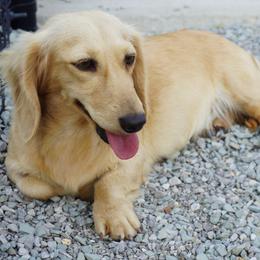 Felia - Dachshund