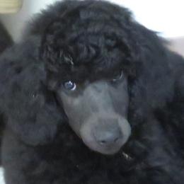 Boy 1 - Black male Poodle puppy in Ryegate, Montana from Big Sky Poodles