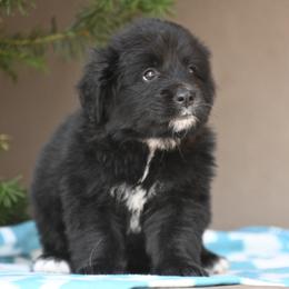 Blue Collar Boy - male Golden Mountain Dog puppy in Loveland, Colorado from Grateful Bernese & Gage's Goldens