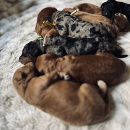 Goldendoodle Puppies from Las Vegas Mini Golden Doodles - John Walker