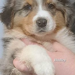 HADLEY - Blue merle male Australian Shepherd puppy in Elk Creek, Missouri from Hearts on Fire Australian Shepherds