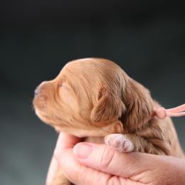 Hattie - Red female Cavapoo puppy in Murray, Utah from Good Looking Dogs