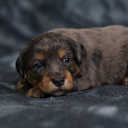 Eeyore - Blue merle male Aussiedoodle puppy in Casa, Arkansas from Blue Diamond Puppies