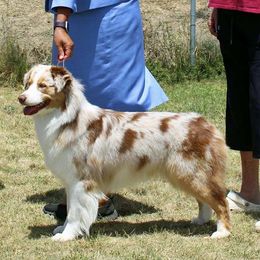 Lola - Australian Shepherd
