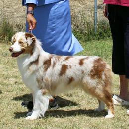 Lola - Australian Shepherd