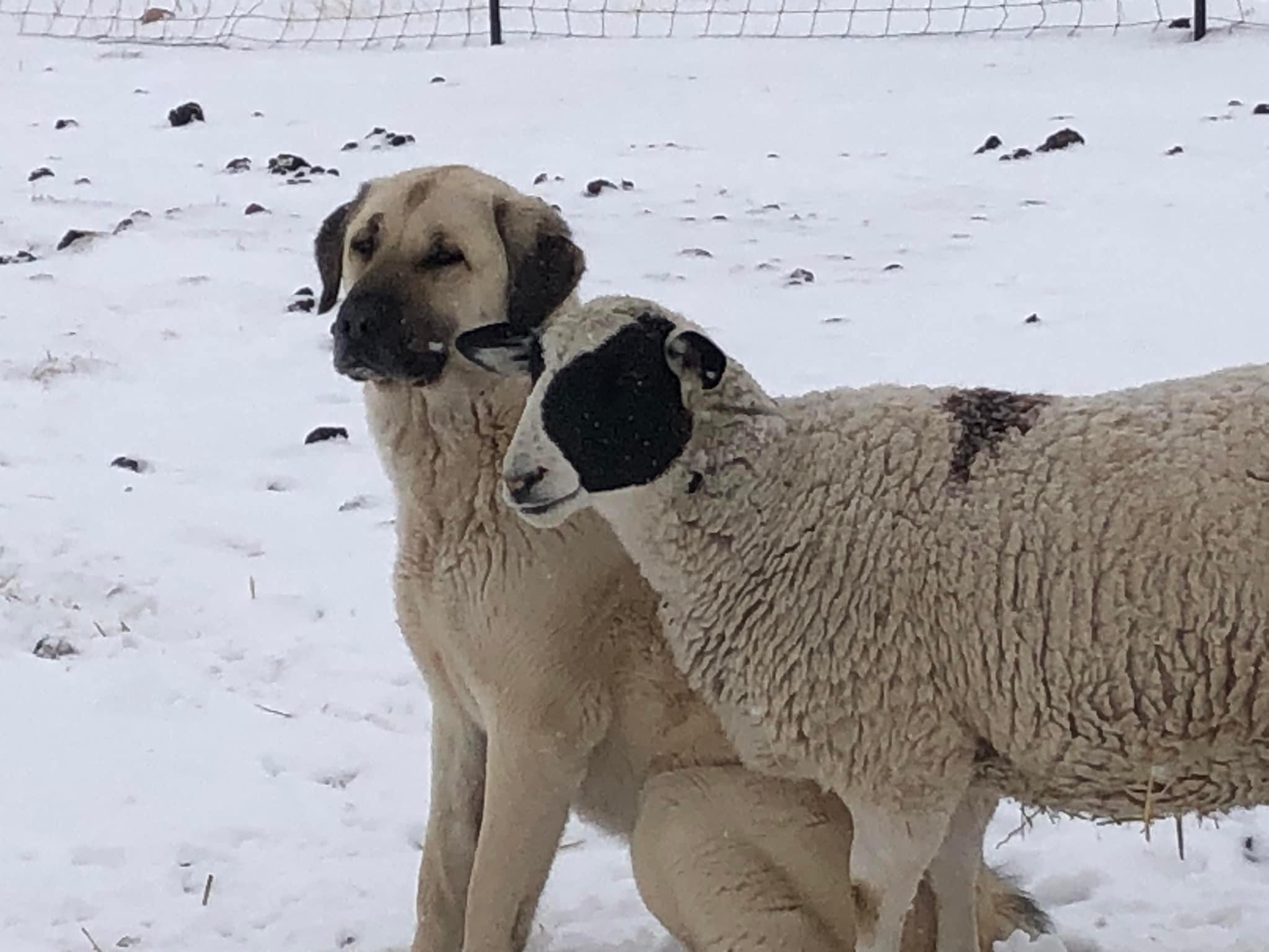 Wanyama Ranch Anatolians in Colorado Anatolian Shepherd Dog puppies