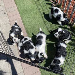Cocker Spaniel Puppies from Gypsyrose Cockers