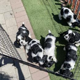 Cocker Spaniel Puppies from Gypsyrose Cockers