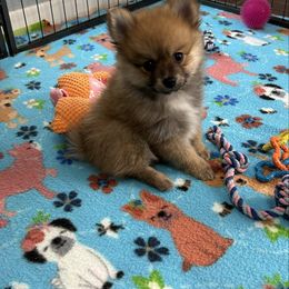 Blaze - Orange sable male Pomeranian puppy in Ocala, Florida from Roxy's Pomeranian Puppies