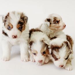 Australian Shepherd and Poodle Puppies from All Hale Aussies
