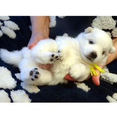 YELLOW - Henri MATISSE - White male American Eskimo Dog puppy in Redlands, Ca, Usa, California from Tribe of Aryelle