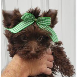 Girl 3 - Liver female Yorkshire Terrier puppy in Marion Station, Maryland from Anna's Yorkie Treasures