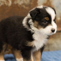 Australian Shepherd Puppies from Haint Blue Aussies