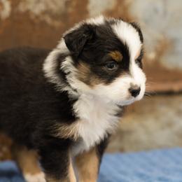 Australian Shepherd Puppies from Haint Blue Aussies