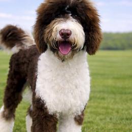 Australian Labradoodles, Bernedoodles, Goldendoodles, Poodles, and Sheepadoodles from Sutton Place Doodles