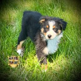 Valentine - Black tri male Miniature Australian Shepherd puppy in El Dorado Springs, Missouri from HP Aussie Kennels