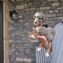 Duke - Merle male Bernedoodle puppy in Apple Creek, Ohio from Grandeur Valley Puppies