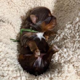 Green - Freddy - Chocolate and tan male Yorkshire Terrier puppy in Jacksonville, Florida from TLJ Choco Yorkie Love