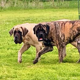Mastiff puppies from Mama’s Mastiffs