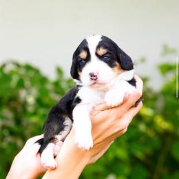 Bones - Tri-color male Bernedoodle puppy in Glendale, Arizona from Arizona Bernedoodles