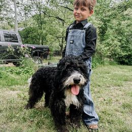 Charlie - Bernedoodle