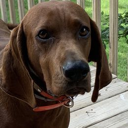 Redbone Coonhound Puppies from Morris’s redbones
