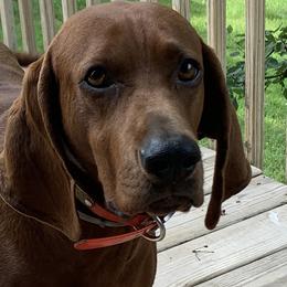 Redbone Coonhound Puppies from Morris’s redbones