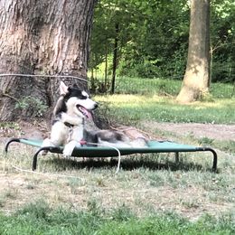 King - Siberian Husky