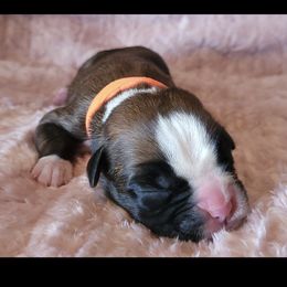 Boxer and Shih Tzu Puppies from L&L European Boxers and Shih Tzus