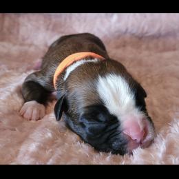Boxer and Shih Tzu Puppies from L&L European Boxers and Shih Tzus