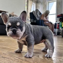 Froggy - Blue fawn female French Bulldog puppy in Edmonds, Washington from Matra French Bulldogs