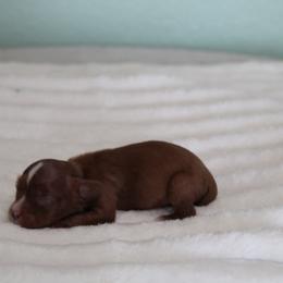 Bo - Ruby male Cavalier King Charles Spaniel puppy in Leonard, Texas from Rising Star Kennels