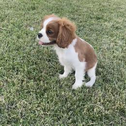 Cavalier King Charles Spaniel All Grown Up from Good Hope Cavaliers
