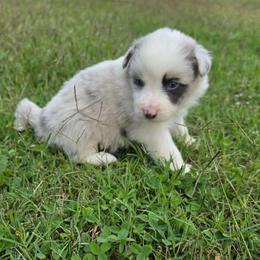 Bonnie - Slate merle female Border Collie puppy in Ripley, Oklahoma from Adventure5 Border Collies