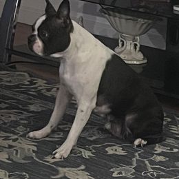 Rikki - Boston Terrier