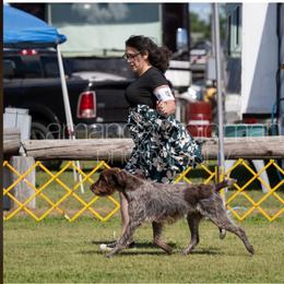 Chickadee - Wirehaired Pointing Griffon