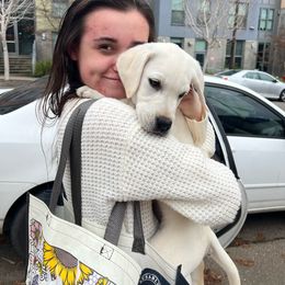Purdy Boy dark blue - Yellow Labrador Retriever puppy in Live Oak, California from Blanco Labradors