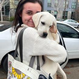 Purdy Boy dark blue - Yellow Labrador Retriever puppy in Live Oak, California from Blanco Labradors