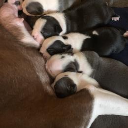 Boston Terrier Puppies from Kimberly Stover's Boston Terriers