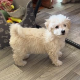 Tiny - Orange - White and apricot male Bichon Frise puppy in 63101 (St. Louis Metro Area), Missouri from BichonSTL