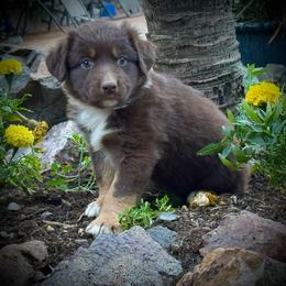Skye - Red tri female Miniature Australian Shepherd puppy in North Lakeport, California from Wild Rose Ranch