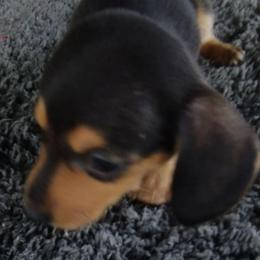 Angel - Black and tan female Dachshund puppy in Newcomerstown, Ohio from Rose's Dachshunds