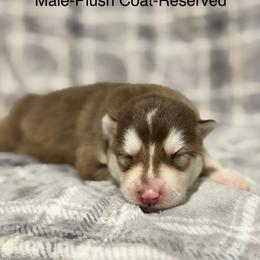 Boy 2 - Red and white male Alaskan Malamute puppy in Rensselaer, Indiana from Moot Manor Malamutes