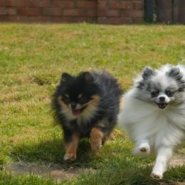 Pomeranians from Perennial Poms, LLC