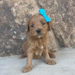 Teal - Red  female Goldendoodle puppy in Casper, Wyoming from 307 Doodles