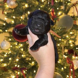 Orange - Black male Labrador Retriever puppy in Lenoir, North Carolina from Wooten Retrievers