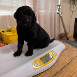 Orange collar - Black male Labrador Retriever puppy in Washington from Jarvis Family Labradors